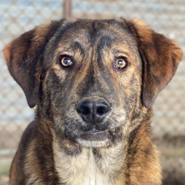 Fiyero, geb. ca. 07/2025, lebt in GRIECHENLAND, im städt. Tierheim Serres