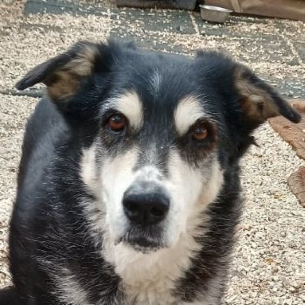 Toula, geb. ca. 04/2015, lebt in GRIECHENLAND, auf einer privaten Pflegestelle