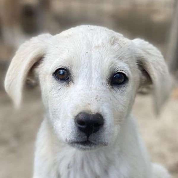 Mochina, geb. ca. 01/2026, lebt in GRIECHENLAND, auf einer privaten Pflegestelle