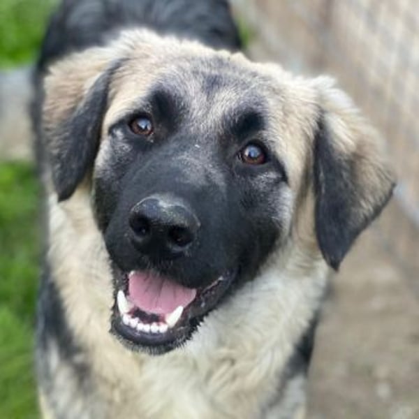 Anakin, geb. ca. 03/2025, lebt in GRIECHENLAND, auf einer privaten Pflegestelle