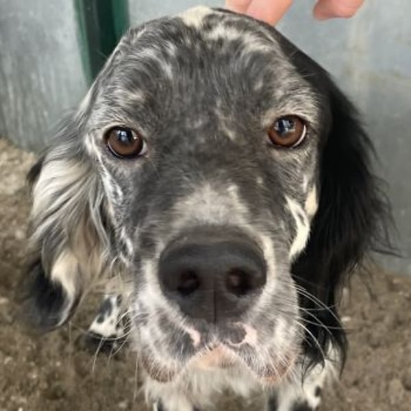 Finlo, geb. ca. 02/2024, lebt in GRIECHENLAND, auf einer privaten Pflegestelle