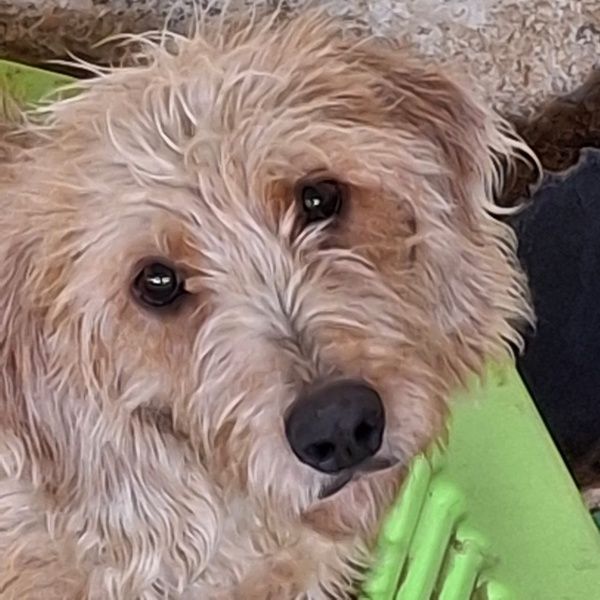 Wasabi, geb. ca. 05/2025, lebt in GRIECHENLAND, auf einer privaten Pflegestelle