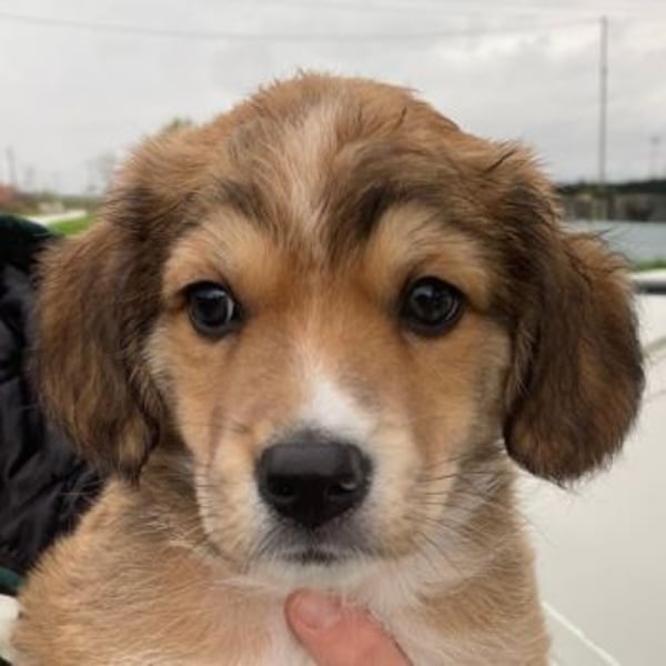 Barnes, geb. ca. 10/2025, lebt in GRIECHENLAND, im städt. Tierheim Serres