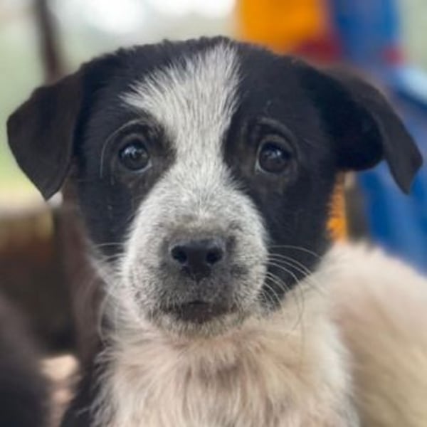 Zephira, geb. ca. 10/2025, lebt in GRIECHENLAND, auf einer privaten Pflegestelle