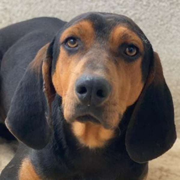 Brios, geb. ca. 12/2024, lebt in GRIECHENLAND, im städt. Tierheim Serres