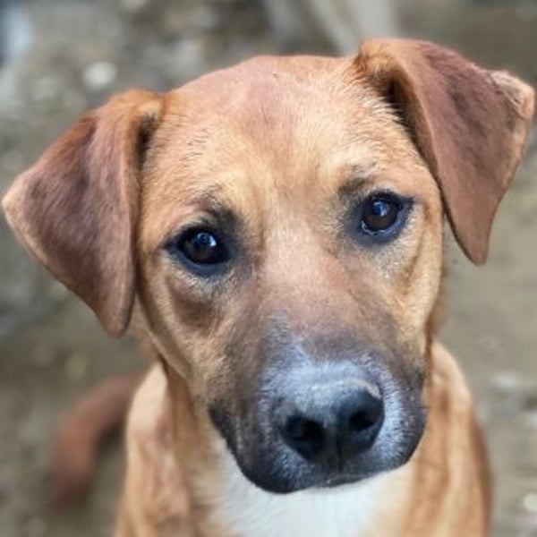 Hunter, geb. ca. 02/2025, lebt in GRIECHENLAND, auf einer privaten Pflegestelle