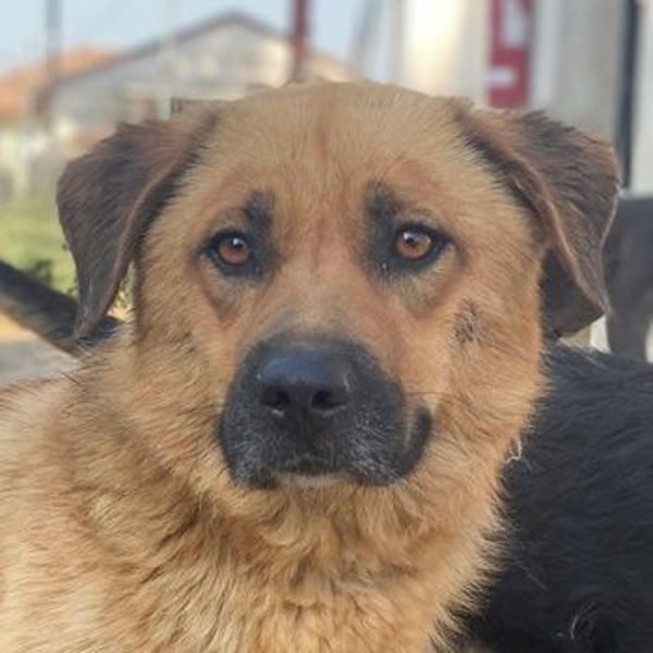 Tavina, geb. ca. 08/2024, lebt in GRIECHENLAND, im städt. Tierheim Serres