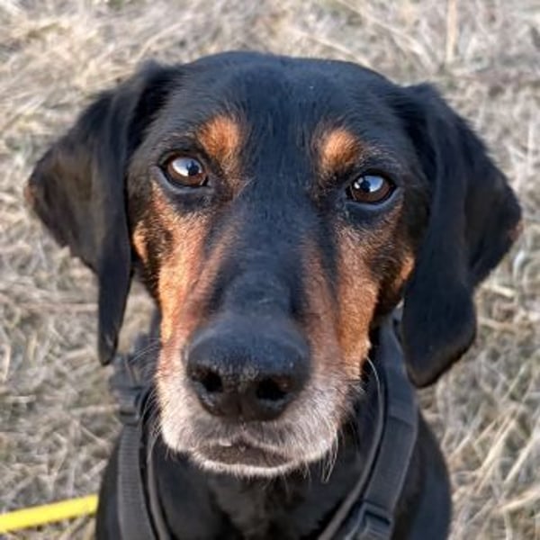 Neria, geb. ca. 11/2020, lebt auf einer Pflegestelle in 95168 Marktleuthen