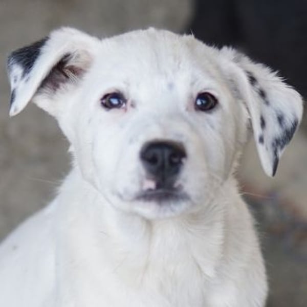 Yaspi, geb. ca. 01/2026, lebt in GRIECHENLAND, auf einer privaten Pflegestelle