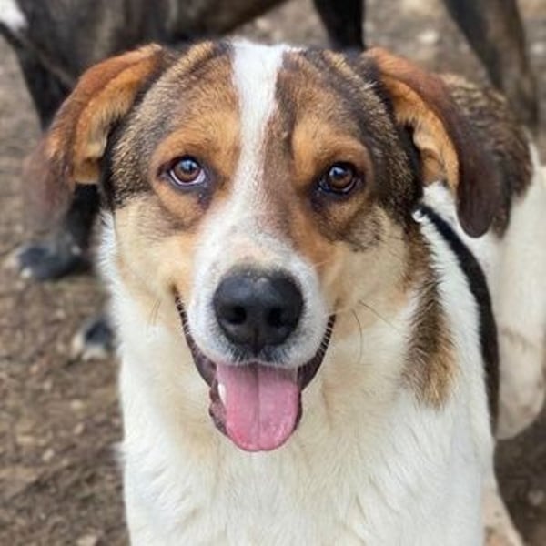 Antonio, geb. ca. 05/2023, lebt in GRIECHENLAND, auf einer privaten Pflegestelle