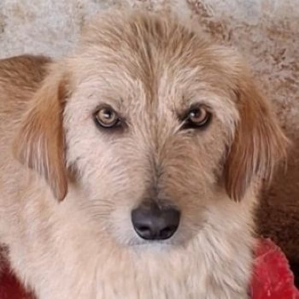 Schnitzel, geb. ca. 05/2025, lebt in GRIECHENLAND, auf einer privaten Pflegestelle