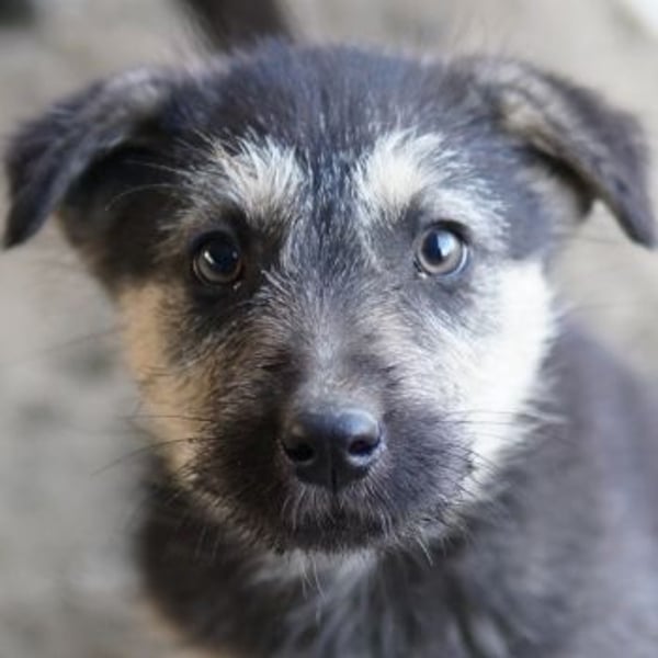 Hossam, geb. ca. 01/2026, lebt in GRIECHENLAND, auf einer privaten Pflegestelle