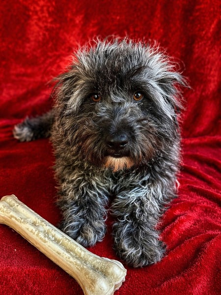 Cody - Sensibler Rüde sucht einfühlsames Zuhause  *bald in 71711 Murr*