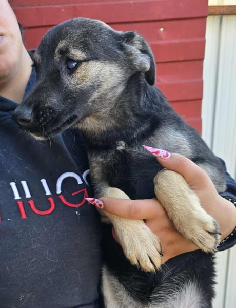 Luna - im Wald ausgesetzt