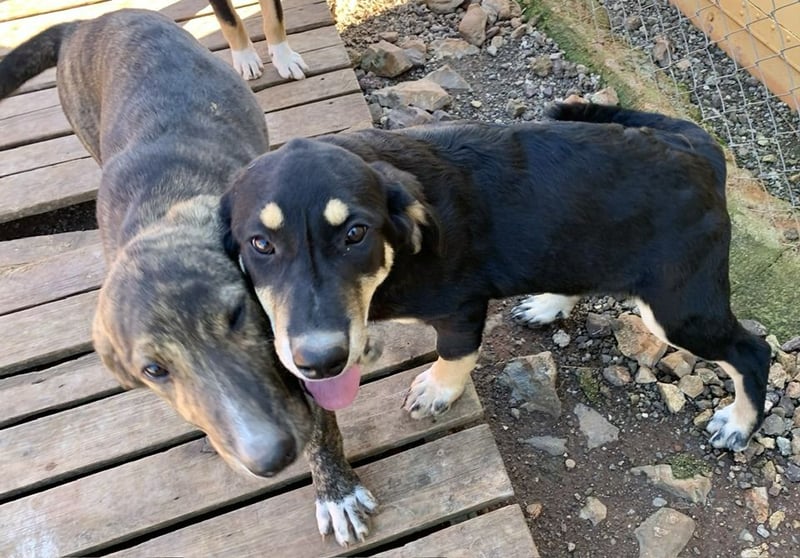 Hündin PAM sucht ihr Für-immer-Zuhause