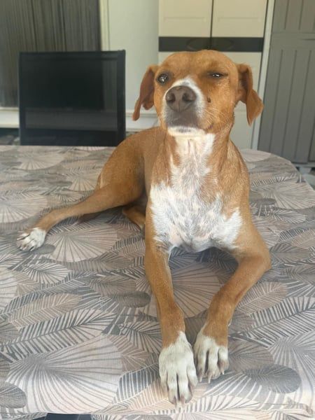 Rafa, freundlich und sensibel