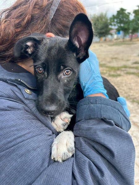 Mouse, als Baby einfach weggeworfen