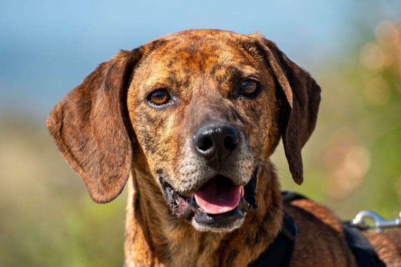 Lebensfroher Thanos sucht seinen Jackpot!