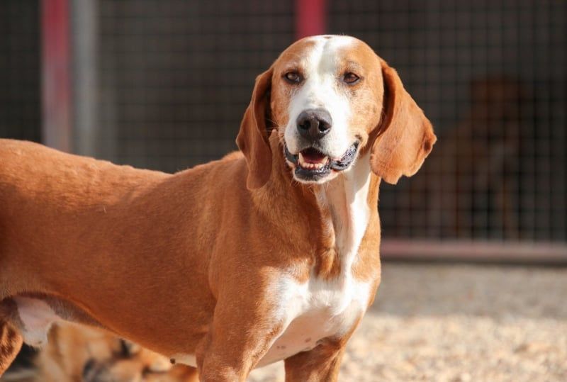 Watson – ein Senior auf der Suche nach Ruhe und Liebe