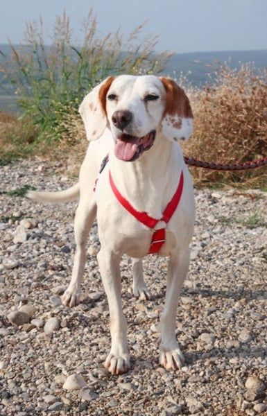 Dauergast Dino sucht Menschen mit Herz