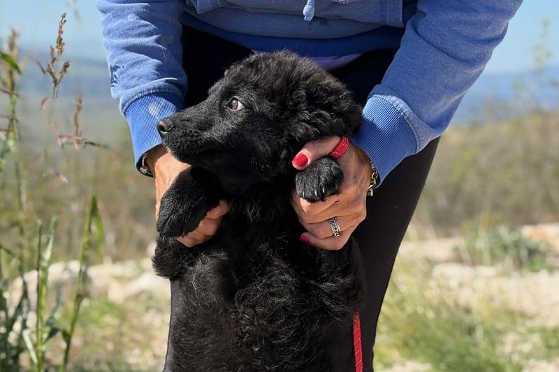 Rumi - Freund fürs Leben gesucht