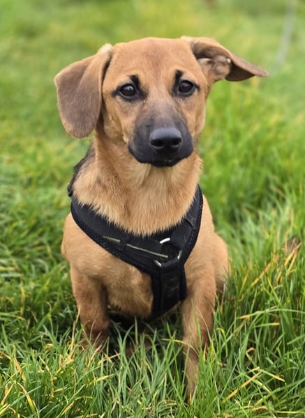 Zira