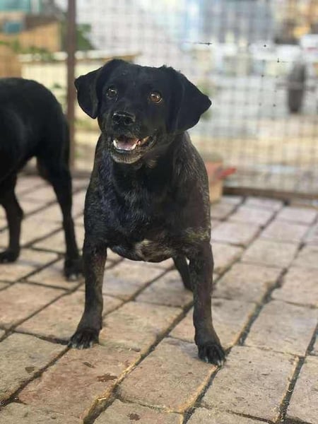 Melli, schüchterner Hund mit großem Herz