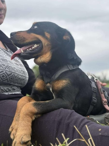 Kannst Du Dolly Sicherheit geben?