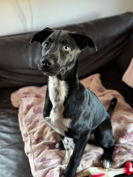 Tito such ein Für-immer-Zuhause