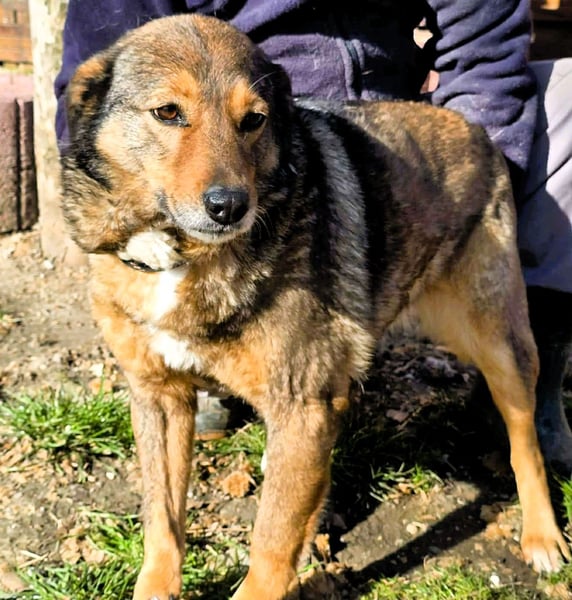 Liebe Moni – sucht besonders liebes Zuhause zum durchstarten