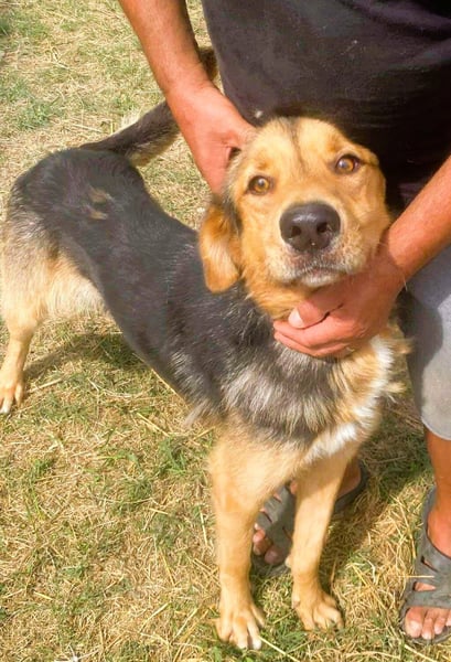 Sajan - ein Freund und noch viel mehr