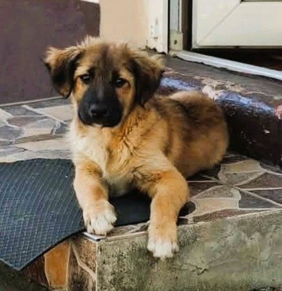 CODY – zauberhafter junger Hundebub sucht sein Zuhause für immer