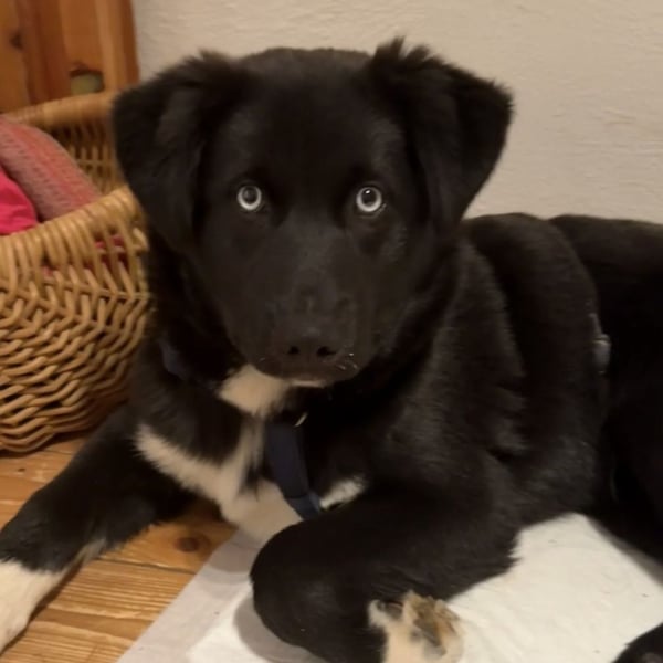 MILAN SUCHT EIN RUHIGES ZUHAUSE