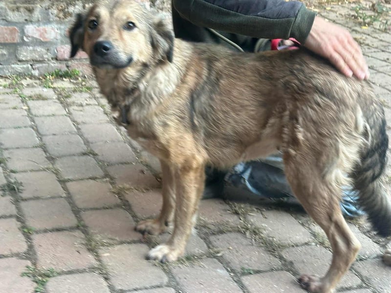 Ada, geboren 01.09.2022, 52cm sucht ihre Menschen