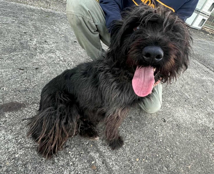 Emi, geboren 19.09.2018, 45cm sucht ihre Familie