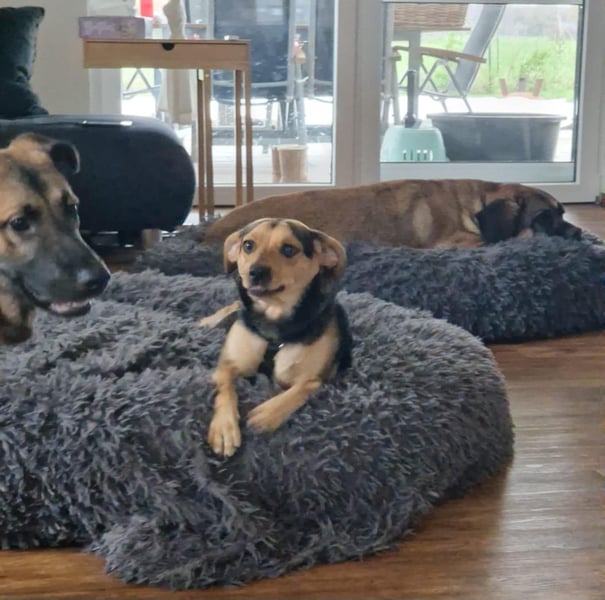 Szemi, geb. 02.03.2024, 46 cm, wartet auf sein Glück (Pflegestelle Deutschland)