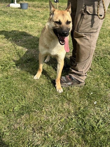 Joker, geboren 01.08.2024, 49cm sucht sein Abenteuer