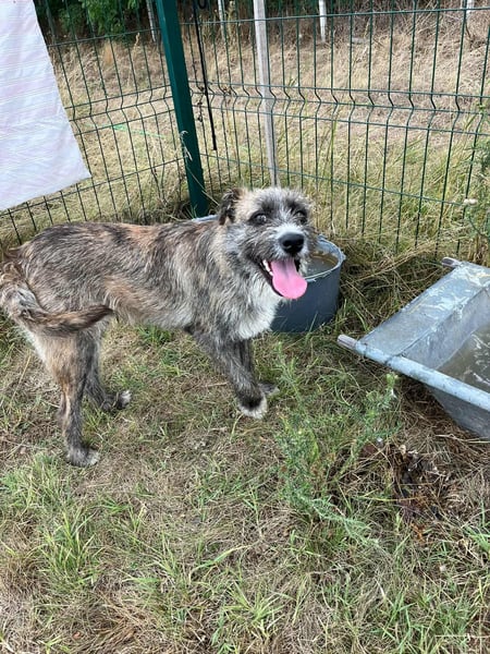 Freddy, geboren 01.09.2024, 54cm sucht sein seine Menschen