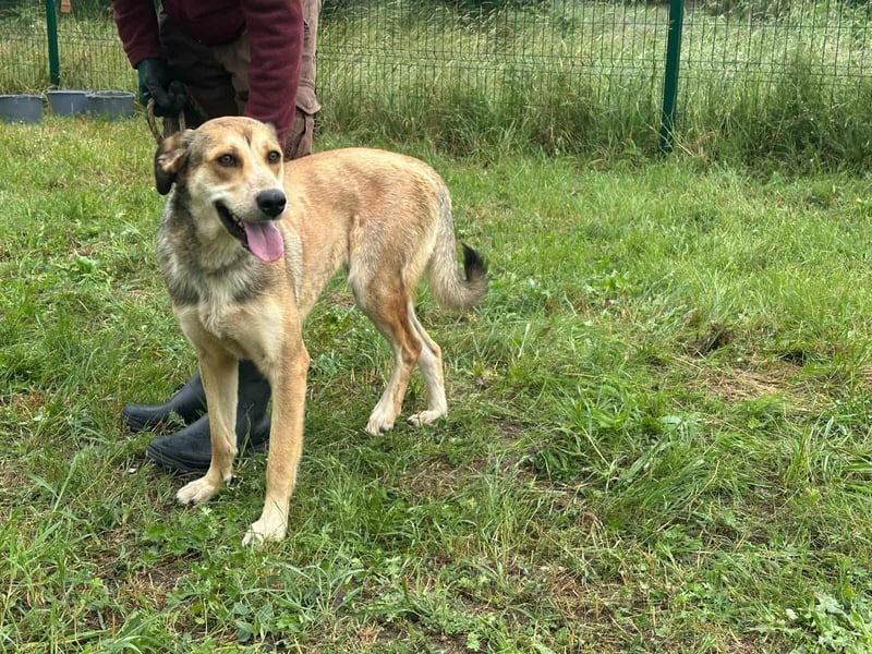 Fahej, geboren 01.03.2023, 53cm sucht tierliebe Menschen