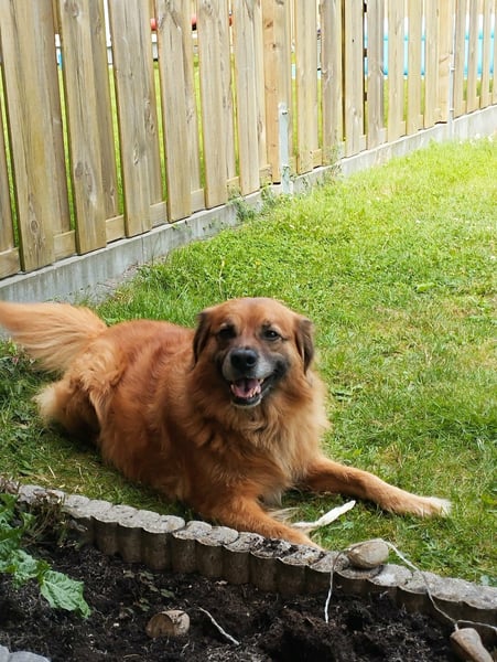 Luke, 8 Jahre, 52cm sucht neues Zuhause