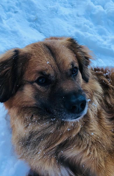 Luke, 8 Jahre, 52cm sucht neues Zuhause