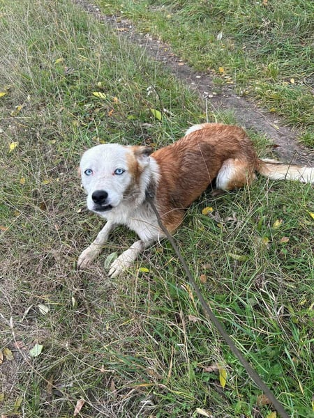 Princess, 2 Jahre, 45cm sucht seine Menschen