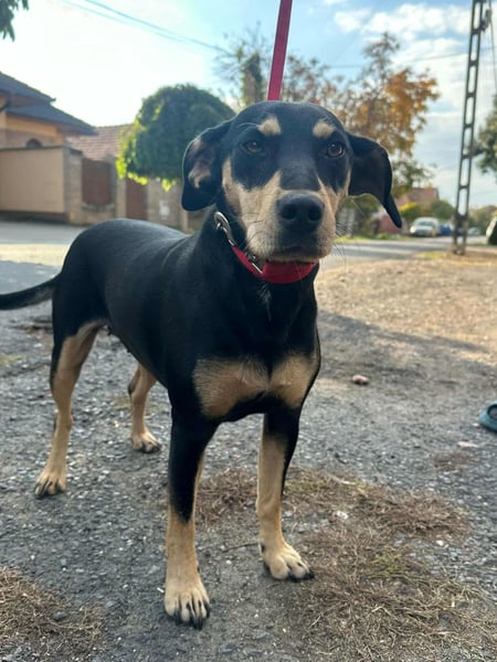 Bella, geboren 05.07.2022, 50cm sucht ihr Zuhause