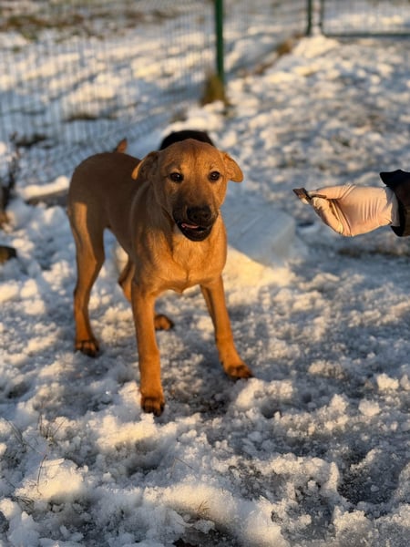 Tequila, geboren 25.08.2025, 45cm sucht Ihr Zuhause