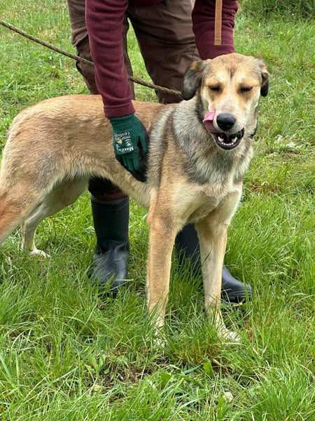 Fahej, geboren 01.03.2023, 53cm sucht tierliebe Menschen