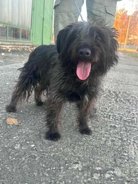 Emi, geboren 19.09.2018, 45cm sucht ihre Familie