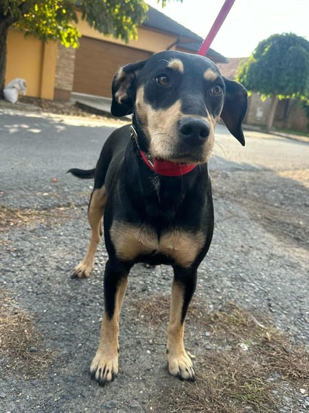 Bella, geboren 05.07.2022, 50cm sucht ihr Zuhause