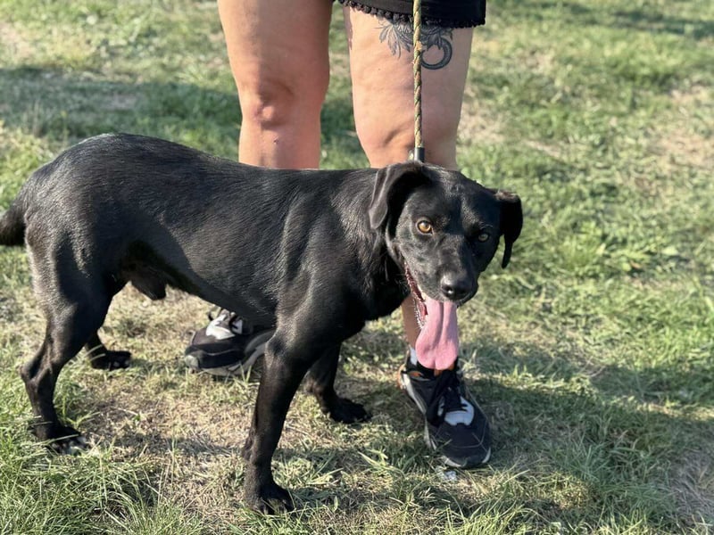 Kobold, geboren 01.09.2023, 52cm sucht sein Zuhause