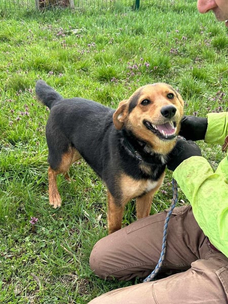 Gombi, geboren 01.08.2021, 50cm sucht seine Leute