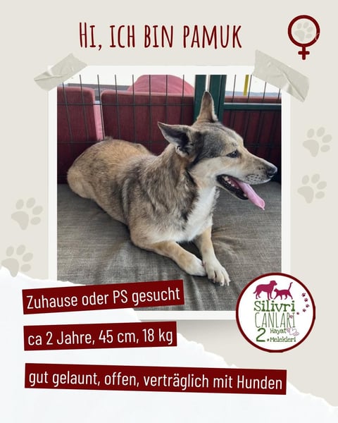 Pamuk sucht ein Zuhause oder eine Pflegestelle